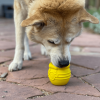 Large Honey Pot Durable Rubber Treat Dispenser & Enrichment Toy