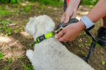 Appalachian Kiwi Green Dog Collar